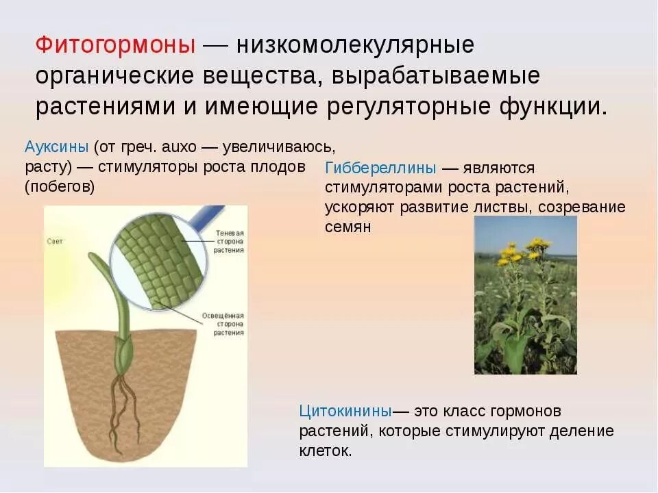 Фитогормоны. Гормоны растений. Фитогормоны и рост растений. Фитогормоны для цветов.