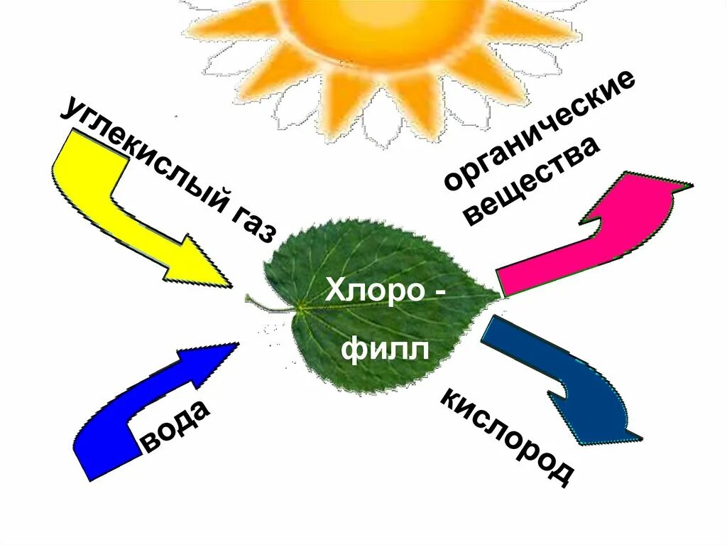 Схема фотосинтеза 6. Схема фотосинтеза у растений. Фотосинтез рисунок. Процесс фотосинтеза рисунок.