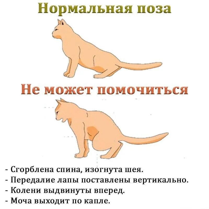 Симптомы мочекаменной болезни у котов и кошек. Мочекаменная у котов симптомы. Позы мочеиспускания у котов. Мочекаменная болезнь у кошек симптомы. На сколько можно оставить кошку одну