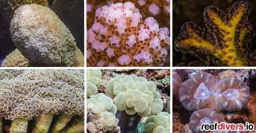 Саркофитон коралл. Коралл Cyathophyllum hexagonum. Тубипора коралл. Коралл Бранча.