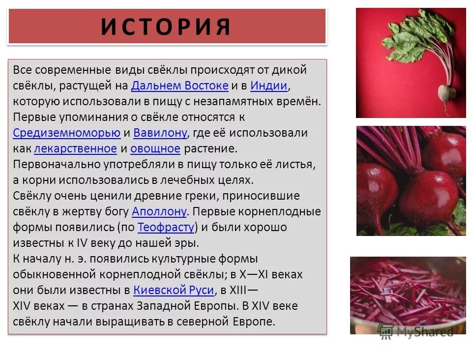 Может ли свекла вызвать. Свекла. свекла для презентации. доклад свекла. интересные факты о свекле.