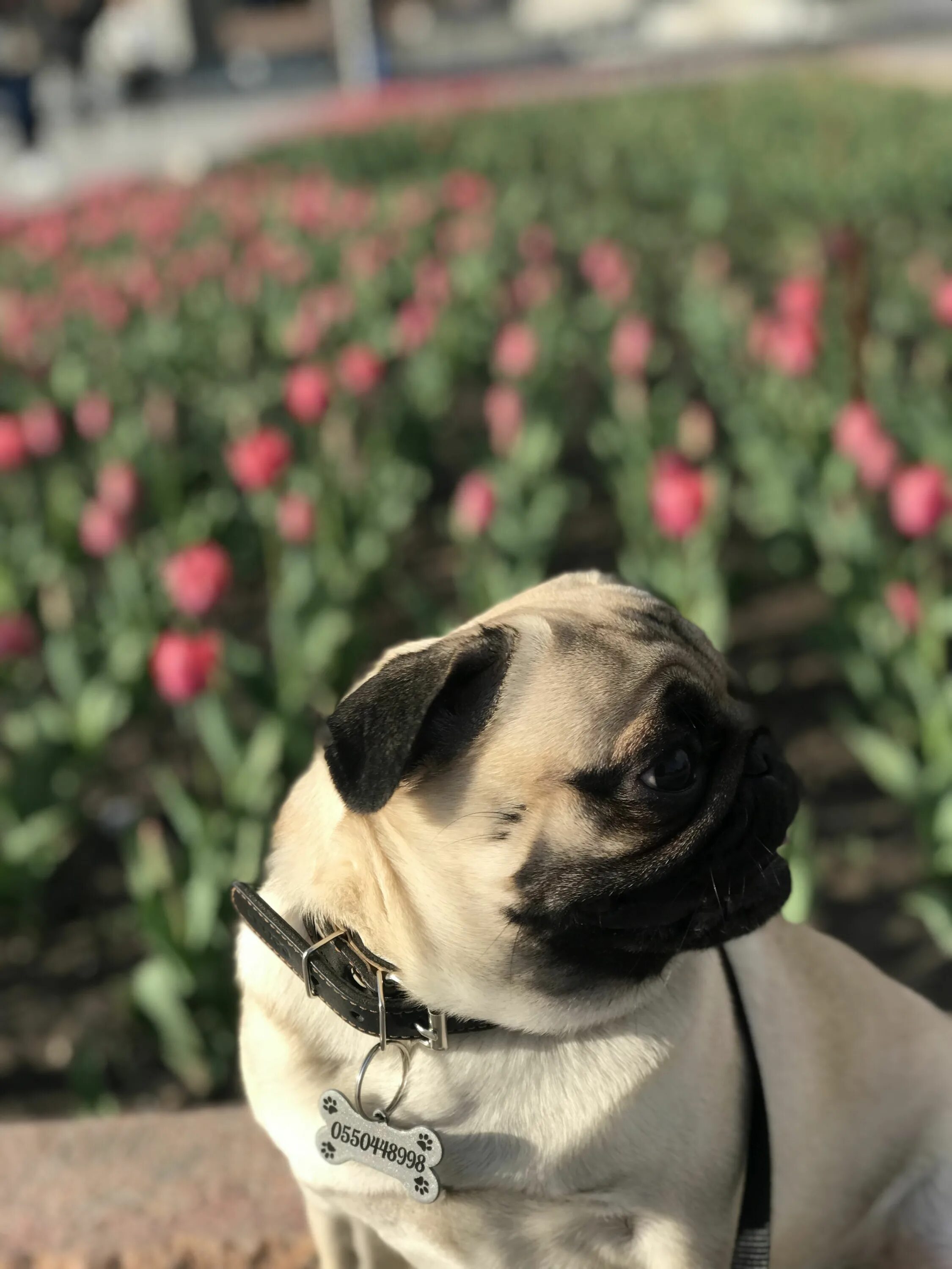 Мопс терьер. Мопс терьер. Мопс терьер фото. Мопс джек. Терьерный мопс.