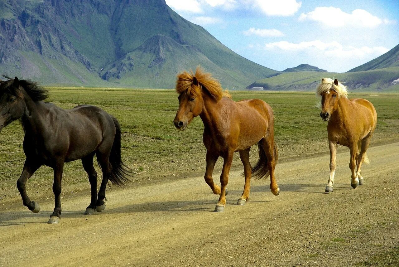 Сайт horse. Лошадь породы Мустанг иноходец. Рысь Аллюр лошади. Лошадь идет. Лошадь шагает.