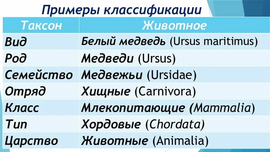 Домен таксон. Таксономические единицы примеры. Таксоны животных. Систематика. Принципы классификации систематика.