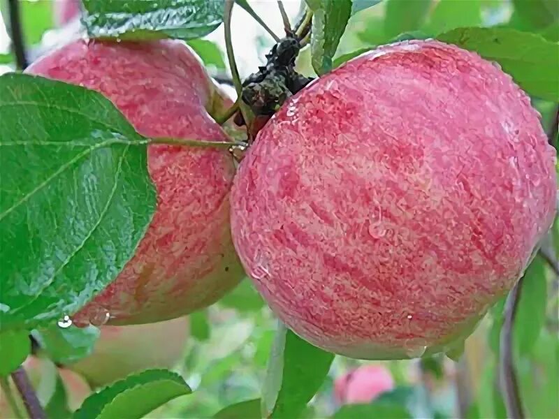 Влияет ли сорт яблок на засушивание. Коричное полосатое. Коричное полосатое на 54-118. Яблоня коричное полосатое как формировать ,какой вкус,как растить.
