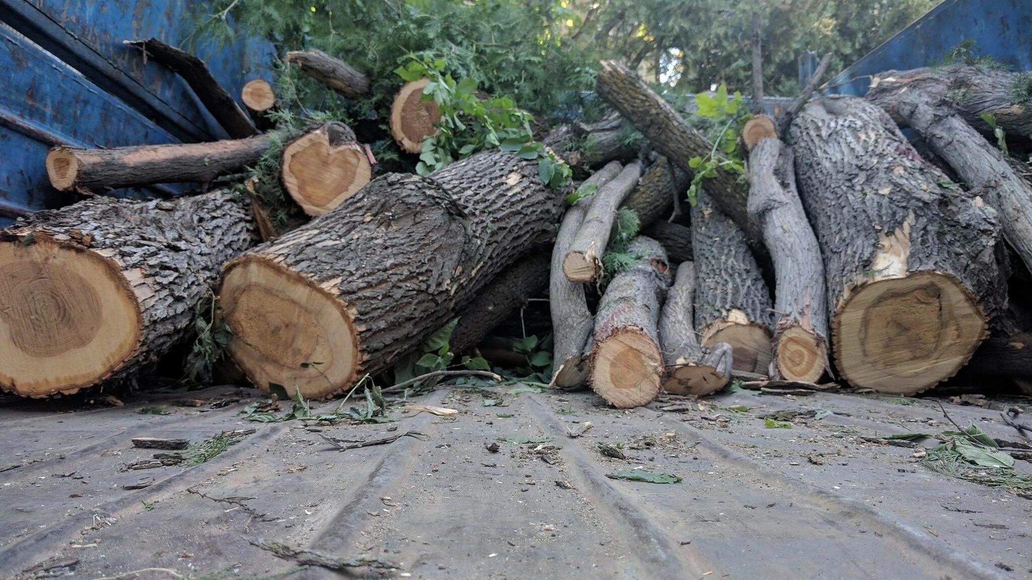 Рябину срубил по пьянке на дрова. Вырубка деревьев. Спиленное дерево. Рубка деревьев. Бревна.