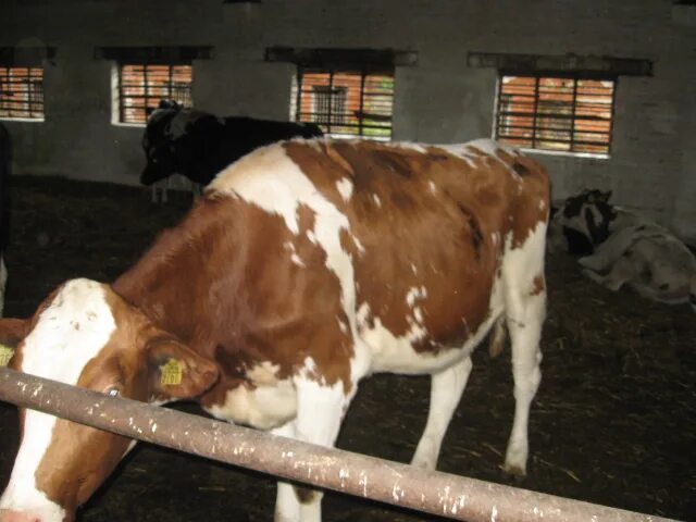 карантин коров. лейкоз крупного рогатого скота. эмфизематозный карбункул эмкар крс. карантин крс. животноводческий комплекс партизан.