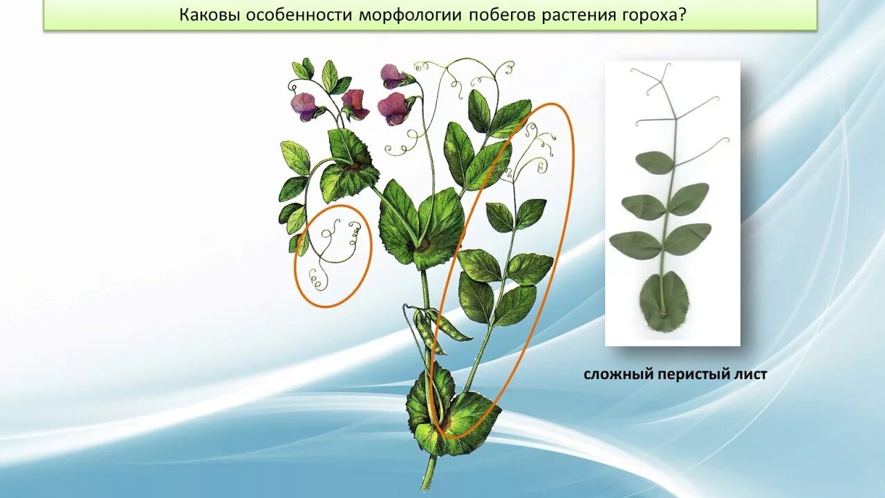 Морфология побегов гороха. Морфологии побегов растения гороха. Побег растения. Каковы особенности морфологии побегов растения гороха?.