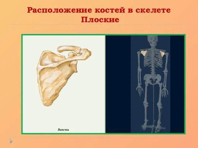 Плоские кости. Плоские кости скелета. Месторасположение плоских костей. Плоская кость расположение.