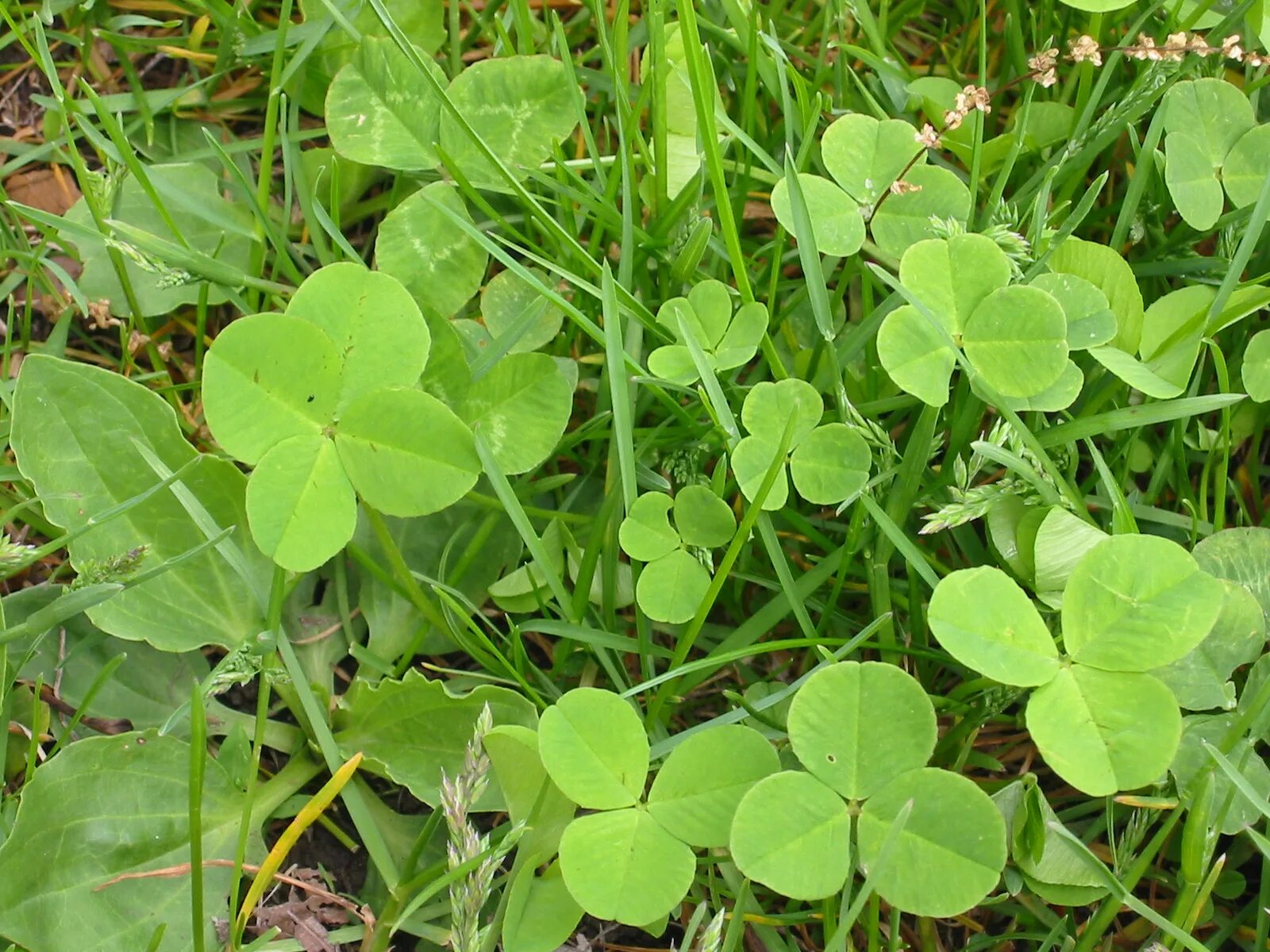 Форма листьев клевера ползучего. Клевер белый ползучий форма листа. Клевер ползучий (trifolium repens). Клевер луговой. Клевер ползучий (trifolium repens).