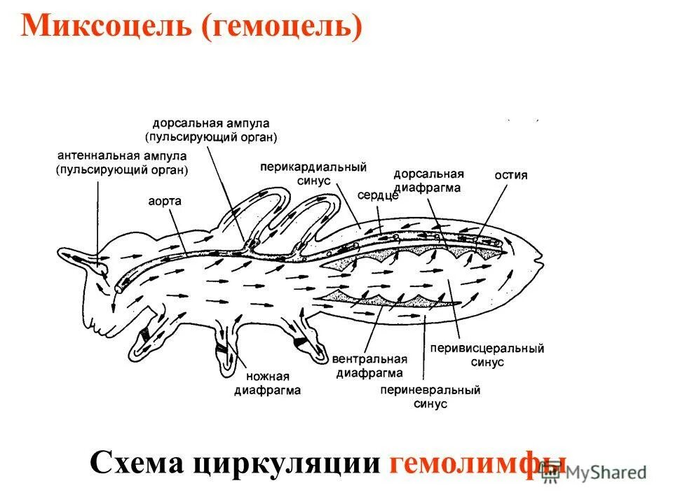 полость тела животных типа членистоногие
