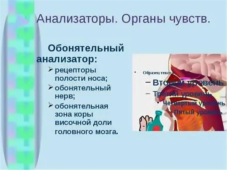 Тест по теме органы чувств анализаторы. Обонятельный анализатор Рецептор нерв. Органы чувств анализаторы презентация. Обонятельный анализатор Нижний и верхний пороги. К соматосенсорным не относятся рецепторы полости рта:.