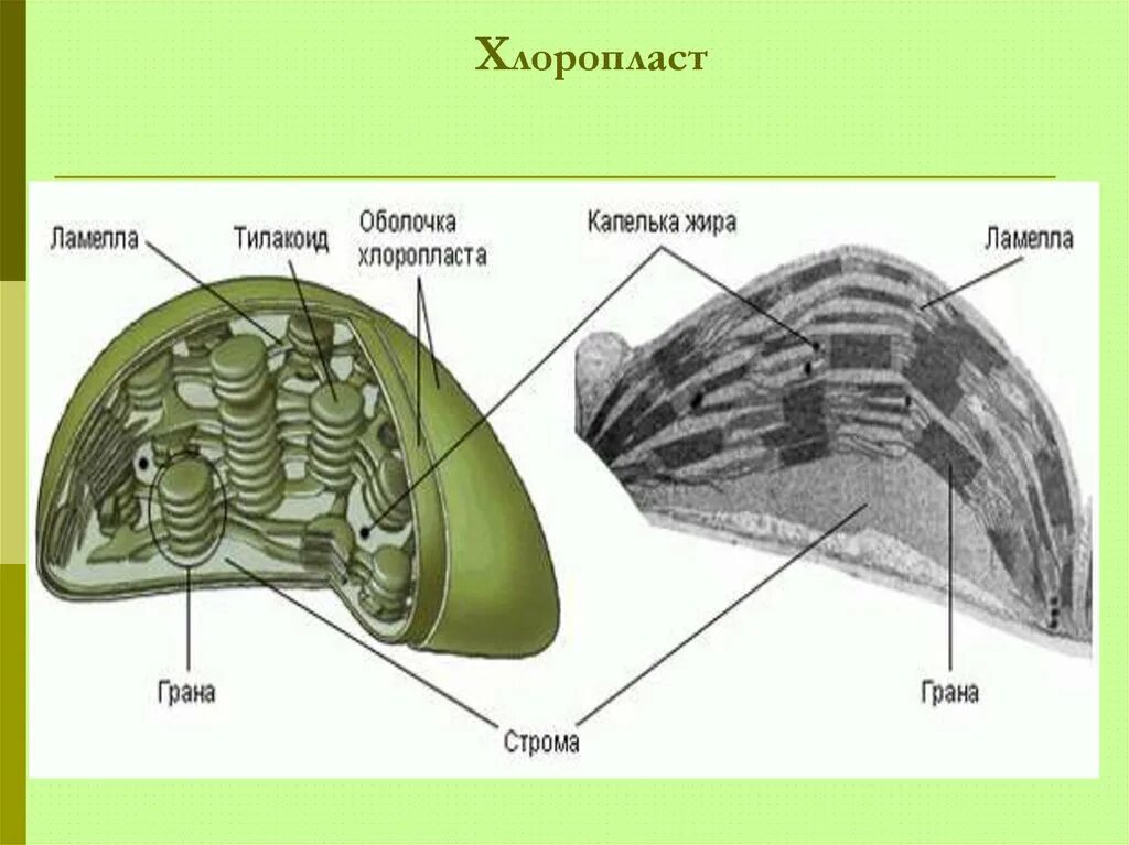 Пластиды хлоропласт хромопласт лейкопласт. Хлоропласты хромопласты лейкопласты. Пластиды (хлоропласты) пластиды (хромопласты) пластиды (лейкопласты). Plastida: leykoplast xloroplast xromoplast. Хрома пласты лейкопластырь хлоропласты.