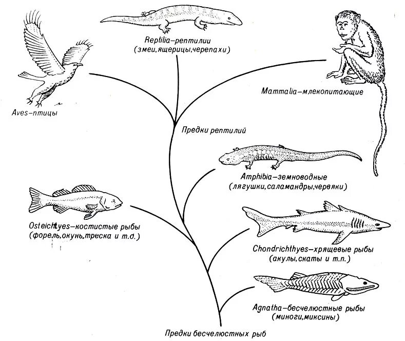 Этапы эволюции схема. Нарисуйте схемуэволюции ходовых животных. Филогения рыб схема. Эволюция позвоночных схема. Филогенез хордовых схема.