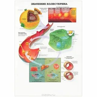 Какое значение холестерина считается опасным
