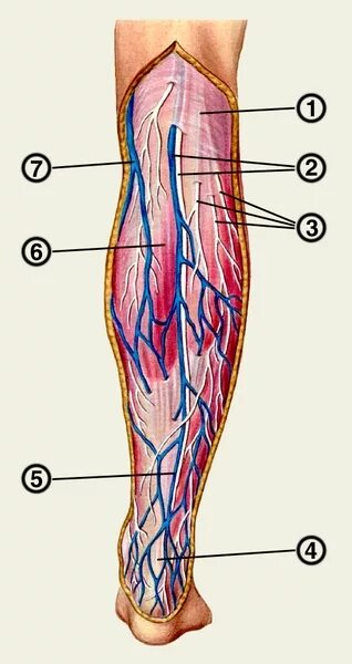 Икроножные вены голени анатомия. Латеральная Вена голени.