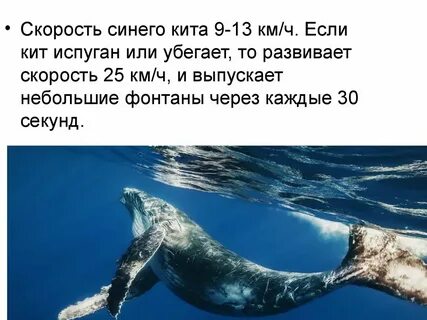 История синего кита
