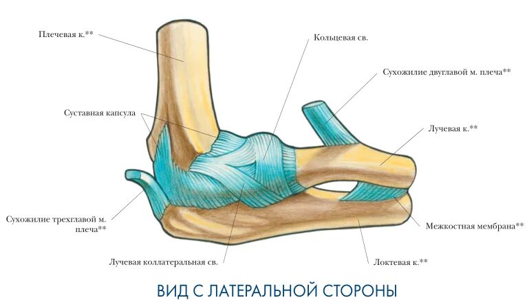 Связки тела. Связки локтевого сустава анатомия. Локтевой сустав строение связки мышцы. Связки и сухожилия локтевого сустава анатомия. Анатомия локтевого сустава мышцы связки сухожилия.