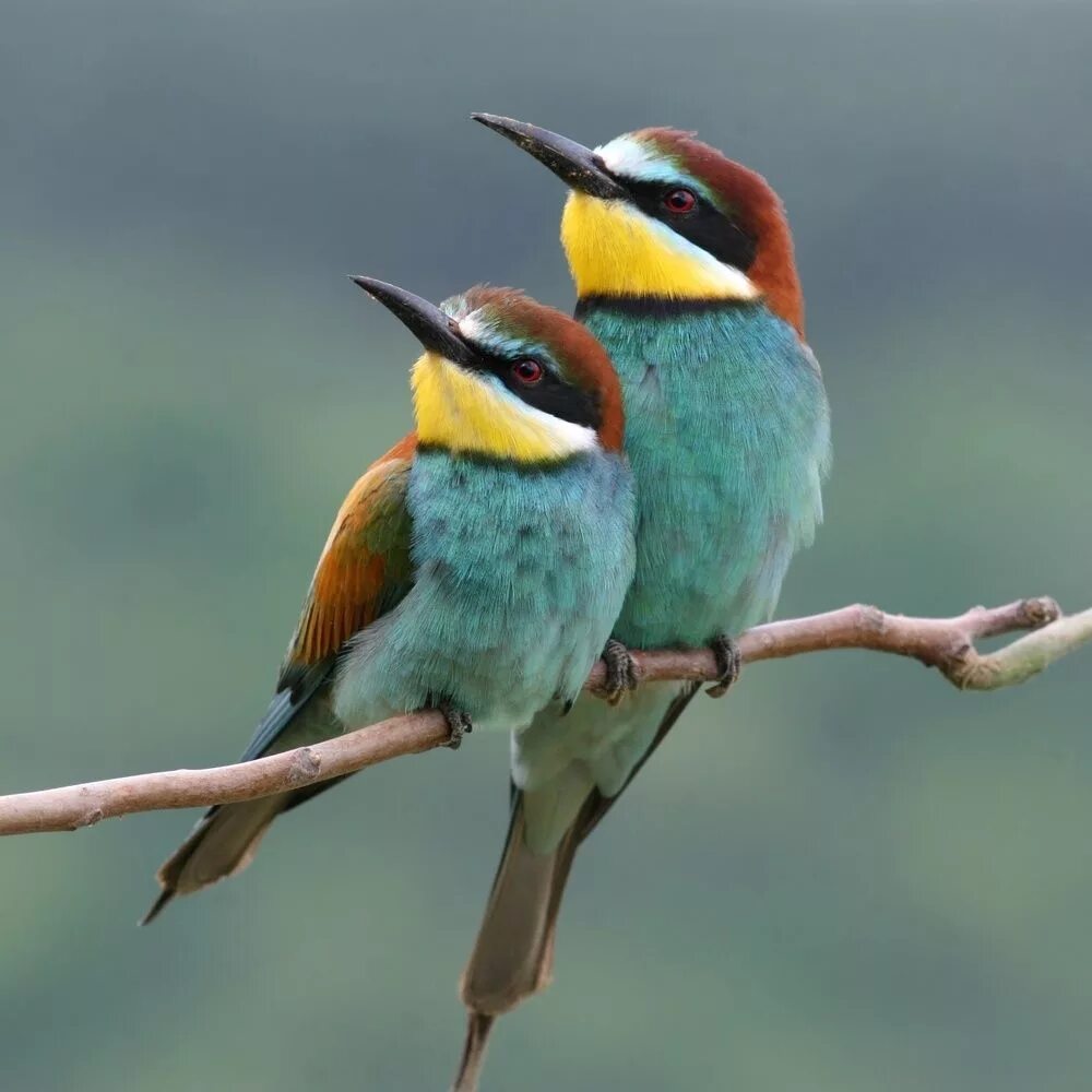 Пчелоед птица. Австралийская щурка. Разноцветные птицы. Красивые птицы Австралии.