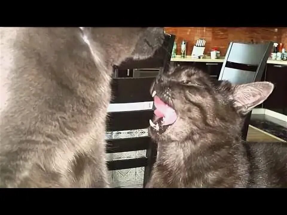 Кот слизал мазь. Кот слизал мазь