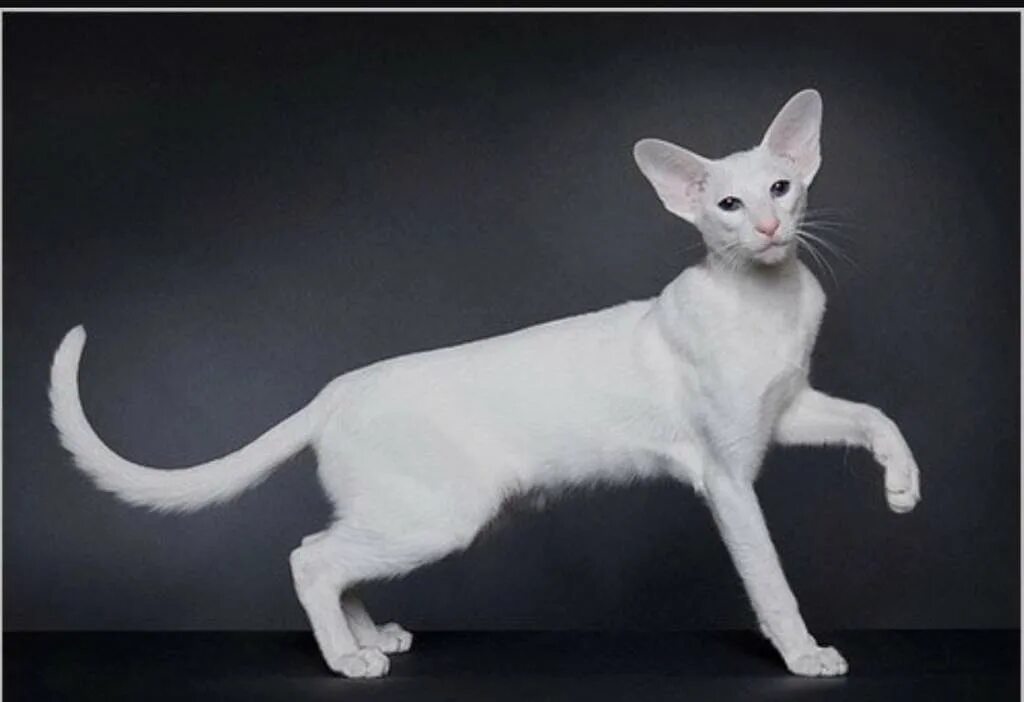 Длинная кошка порода. Форин Вайт Ориентал. Порода кошек Форин Вайт. Ориентальная порода Форин Вайт. Белый ориентальный кот.