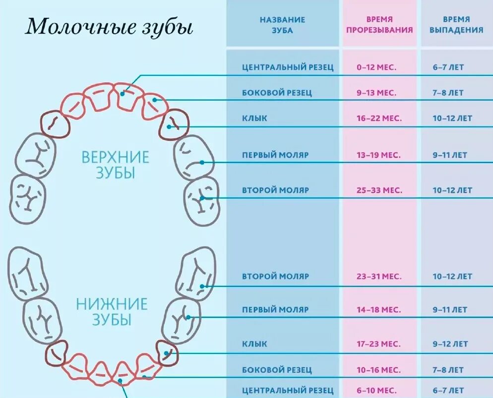 Во сколько выпадают первые зубы. Молочные зубы схема прорезывания и выпадения. как растут коренные зубы у детей схема. зубы у детей порядок прорезывания коренных зубов. зубы у детей схема прорезывания постоянных зубов.