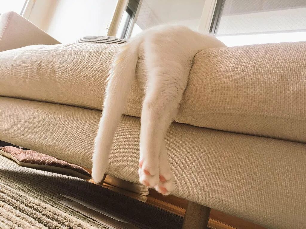 Как писать кошка на диван. Диван кошка. кот на диване. котик на диване. котик лележит на диване.