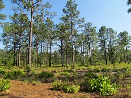 Long Leaf Pines at Singletary Lake State Park.jpg. 