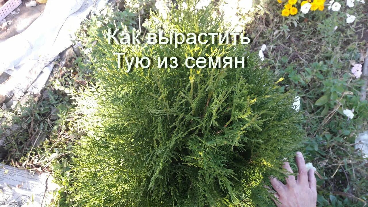 Как вырастить тую дома. Туя из семян. выращивание туи из семян. семена туи фото и описание. как вырастить тую из семян.