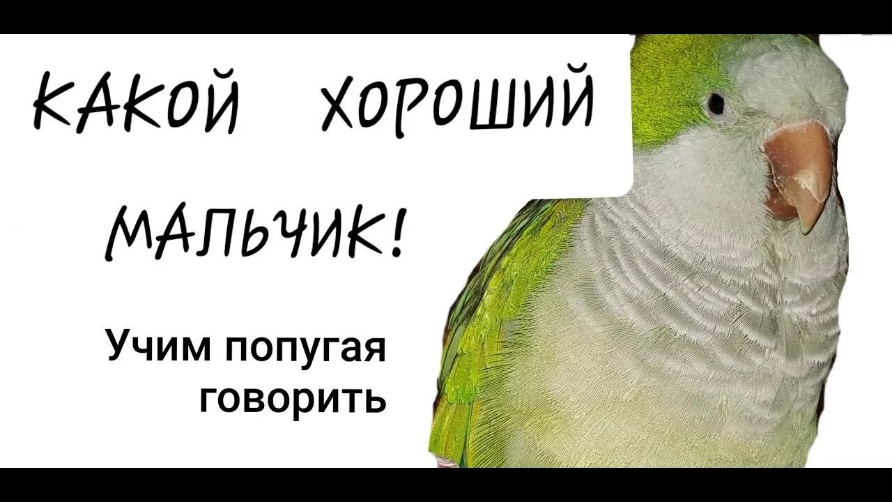 Говорящий попугай какой лучше. Попугая научили говорить чтобы что. Учим попугая говорить. Как научить попугая говорить. Как учить попугая разговаривать.