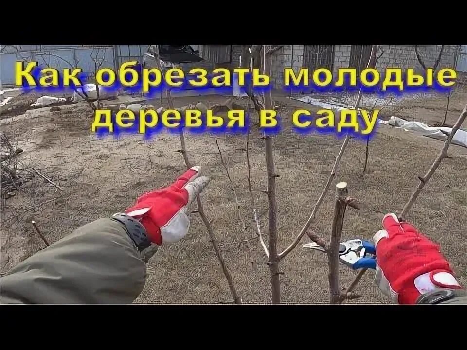 Летняя обрезка молодых деревьев