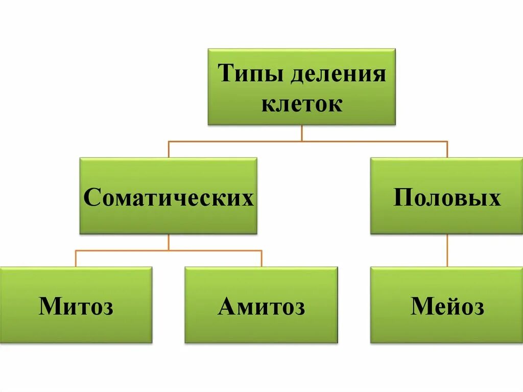 Деление клетки митоз. Типы деления клеток митоз и мейоз. Типы деления клеток схема. Типы деления клеток амитоз. Типы деления соматических клеток.