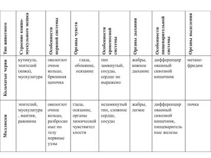 Основные черты сходства моллюсков и кольчатых червей