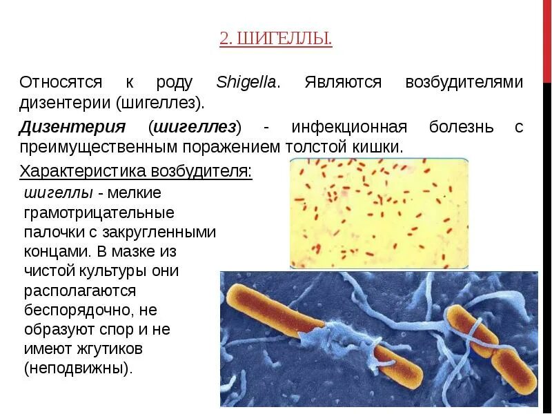 Шигеллы относятся к. Шигеллез бактерия. Палочка шигеллы форма бактерий. Бациллярная дизентерия возбудитель. Шигеллы относятся к.