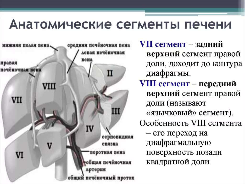 Сегменты печени схема. Сегментарное строение печени по куино. Печень деление на доли сегменты сектора схема. 7-8 Сегмент печени. Узи печени схема