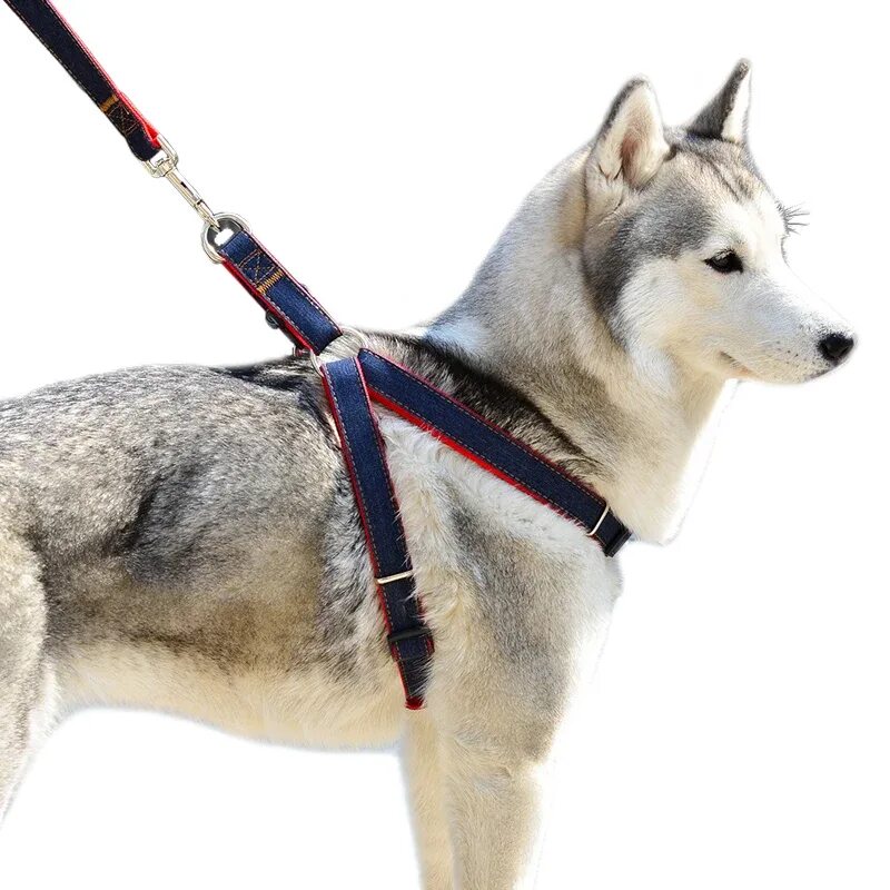 Шлейка прогулочная Husky. Шлейка для хаски. Шлейка Comfy harness. Шлейка для сиба ину.