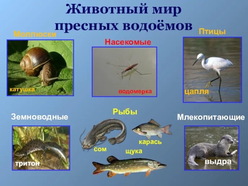 Рыба относится к млекопитающим