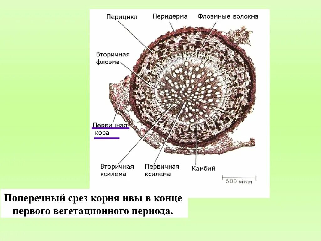 Поперечный срез корня строение ткани. Поперечный срез корня ивы. Срез корня перицикл. Анатомическое строение корня поперечный срез.