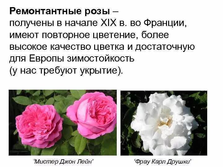 Как отличить розы. Классификация роз. Розы классификация сортов. Розы классификация роз. Ремонтантные гибриды роз что это.