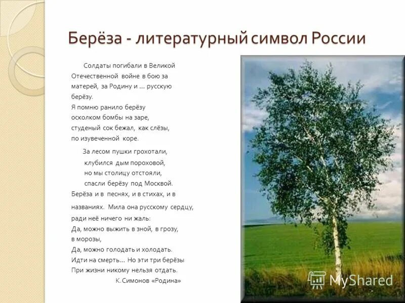 Я помню ранило березу автор. Стих Васильева береза. Береза Васильев стих. Белая береза я помню ранило березу стих. Васильев я помню ранило березу.