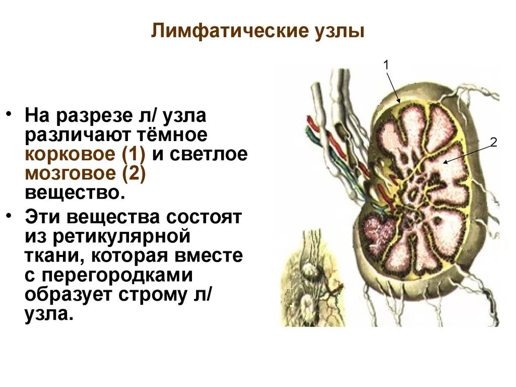 Схема строения лимфатического узла. Строение лимфатического узла анатомия. Лимфоузел схема строения. Строение узлов лимфатической системы. Лимфоузлы цвет