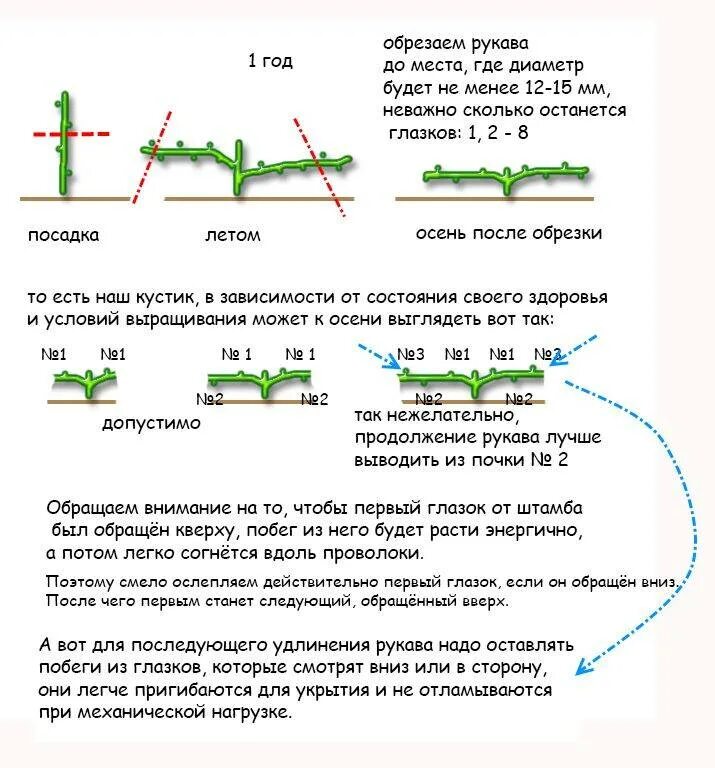 Как ухаживать за виноградом весной. Схема обрезки винограда 1 год. Виноград веерная формировка куста. Обрезка винограда первый год осенью. Веерное формирование винограда схема.