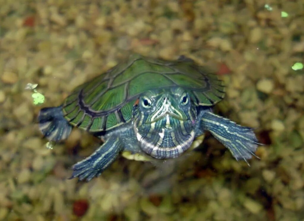 Красноухая черепаха хищная. Морская черепаха красноухая. Черепаха водная красноухая. Морская черепашка красноухая. Красноухая водяная черепаха.