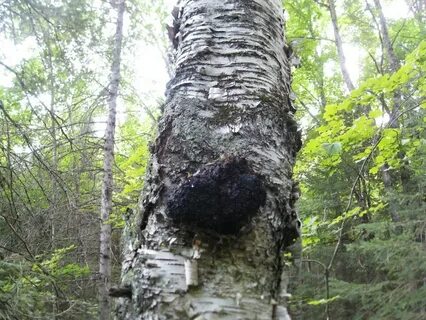 Болезнь чага