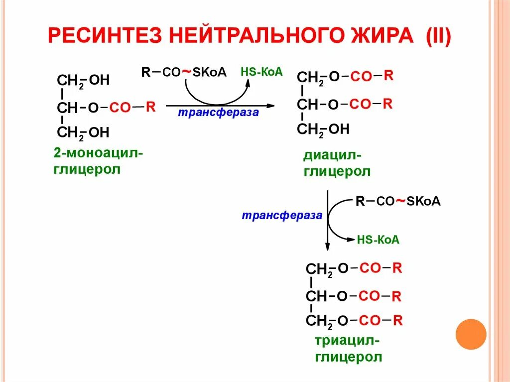 Синтез жиров в организме. Ресинтез жира реакции. Ресинтез нейтрального жира реакция. Ресинтез липидов биохимия реакции. Механизм ресинтеза фосфолипидов.