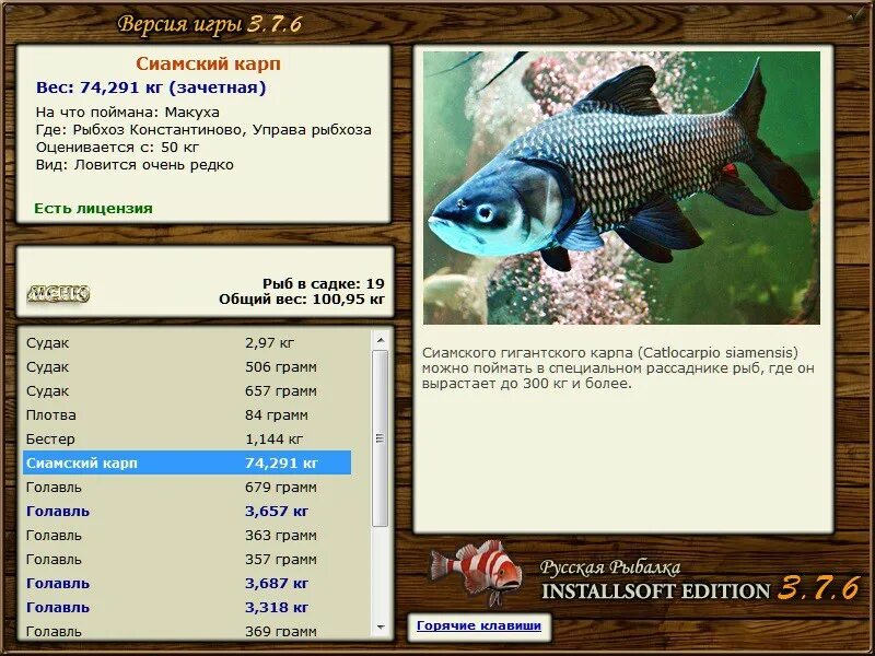 ловля карпа. ловля крупного карпа. форма тела сазана. рыбалка на карпа. удочка на карпа.