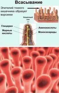 Ворсинки кишечника человека