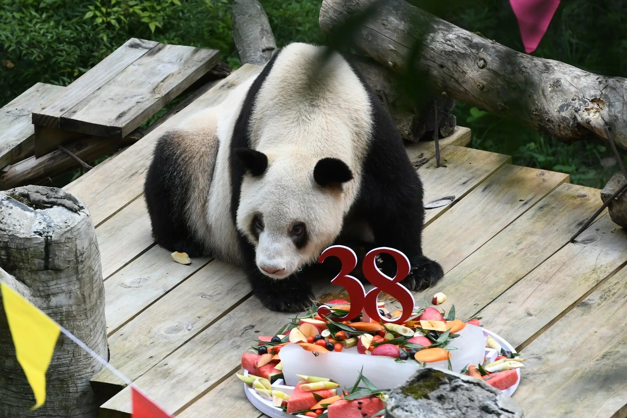 Описание большой панды. Гигантская панда. На каком материке панда. Родина панды материк. Панда долгожитель.