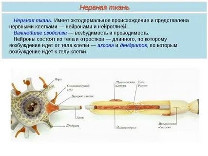 Возбудимость какая ткань