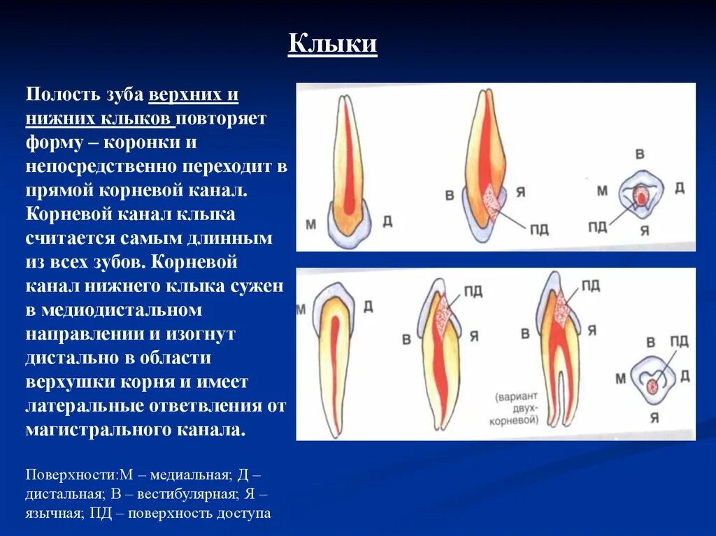 Корень зуба клык